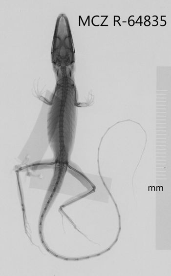 Media type: image;   Herpetology R-64835 Aspect: dorsoventral x-ray